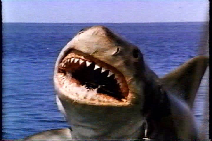 Jaws: The Revenge Movie Review