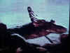 lost_world_lw_dino1.JPG (19472 bytes)